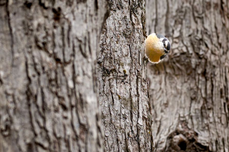 Wildlife Photography