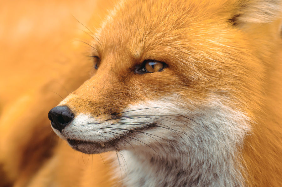 Photographie animalière